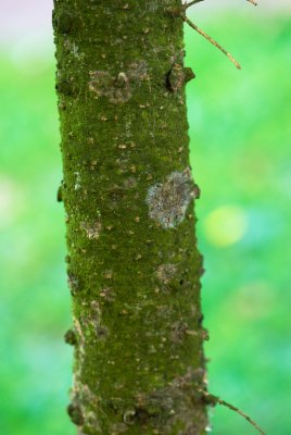 Abies veitchii - jedle veitchova - kůra